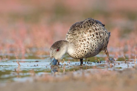 Grey Teal (Anas gracilis) feeding, Victoria, Australia