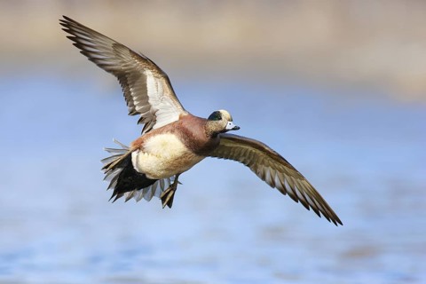 American Wigeon (Mareca americana) male flying, British Columbia, Canada