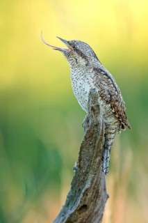 Eurasian Wryneck (Jynx torquilla) with extended tounge, Saxony-Anhalt, Germany