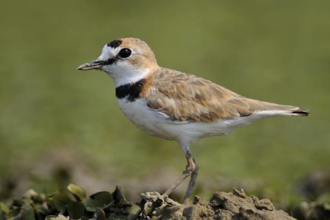Collared Plover (Charadrius collaris), Pantanal, Brazil