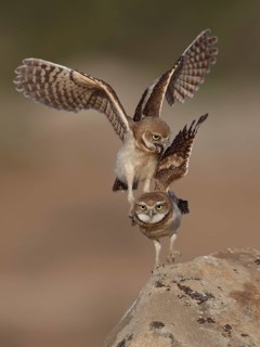 Burrowing Owl (Athene cunicularia) juveniles, California, USA