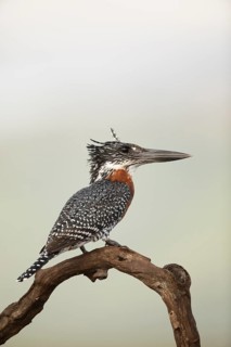 Giant Kingfisher (Megaceryle maxima), South Africa