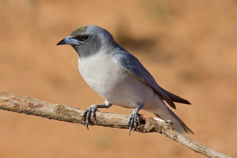 Masked Woodswallow (Artamus personatus), Western Australia, Australia