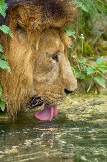 A lion calmly drinks from a body of water surrounded by green vegetation, captive, Germany