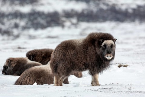 A musk ox calf (Ovibos moschatus) watches the photographer while the other group members rest, baby