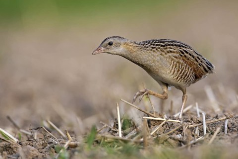 Corn Crake (Crex crex), Saxony-Anhalt, Germany
