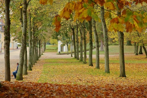 Wilhelmsbad State Park with fall leaves, park, tree, fall leaves, leaf fall, leaves, soil, alley,