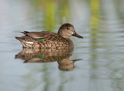 Green-winged Teal (Anas carolinensis) female, Florida, USA