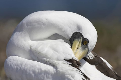 Masked Booby (Sula dactylatra), Bahia, Brazil