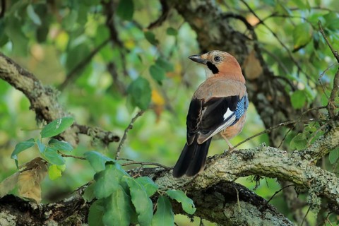 Eurasian Jay (Garrulus glandarius) perched on a branch, Andalusia, Spain
