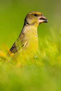 A vibrant European Greenfinch, Chloris chloris, captured in a close-up among lush green foliage in
