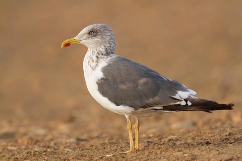 Lesser Black-backed Gull (Larus fuscus), Morocco