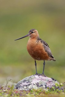 Bar-tailed Godwit (Limosa lapponica) male, Finnmark, Norway