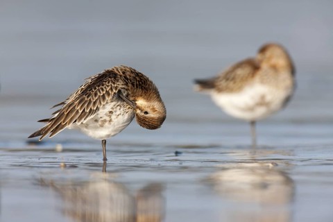 Dunlin (Calidris alpina), Schleswig-Holstein, Germany