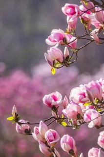 Magnolia blossom in the Moorish Garden at Wilhelma. Magnolias (Magnolia) are in bloom in the