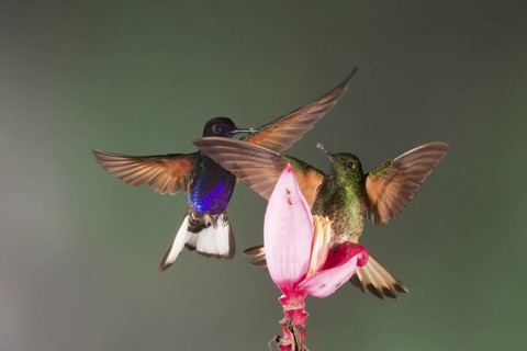 A Velvet-purple Coronet (above) and a Buff-tailed Coronet fight over a prized banana flower