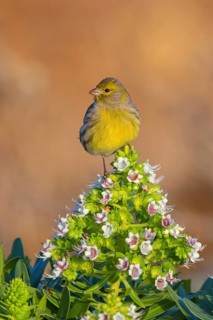 Atlantic canary (Serinus canaria), finch family, Lanzarote, Canary Islands, Spain