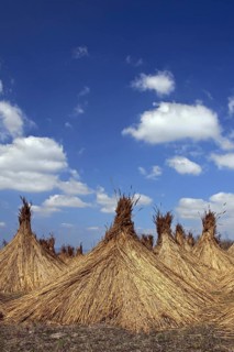 Common Reed (Phragmites communis) harvested bundles drying at Neusiedler Lake, Austria