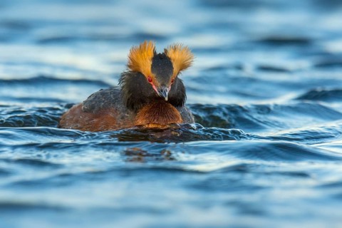 Horned Grebe (Podiceps auritus), Iceland