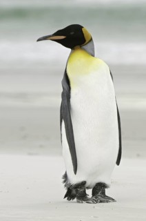 King Penguin (Aptenodytes patagonicus), Falkland Islands
