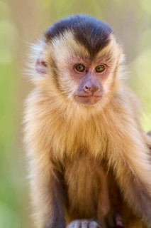 Concentration of a capuchin monkey in portrait against a blurred jungle background, Capuchin monkey