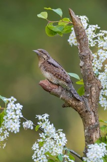 Eurasian wryneck (Jynx torquilia), Limbach, Burgenland, Austria