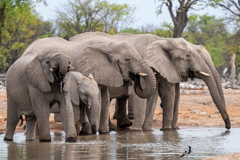 Herd of animals, animal family with young, African elephant (Loxodonta africana) drinking at a
