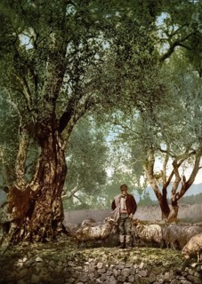 Shepherd with herd in an olive grove, Menton on the Riviera, France, c. 1895, Historic, digitally