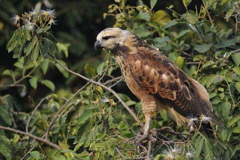 Black-collared Hawk (Busarellus nigricollis), Pantanal, Brazil