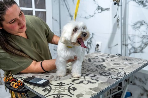 Pet groomer standing at a table, carefully trimming and styling the white fur of a small maltese