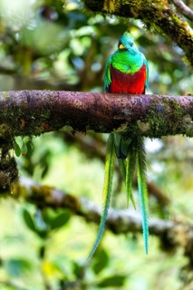 Quetzal (Pharomachrus mocinno), Trogons (Trogonidae), Central Mountain Range, San Jose Province,