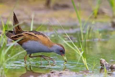 Little Crake, Little Crake, Small Crake, (Porzana parva), biotope, habitat, foraging, family of