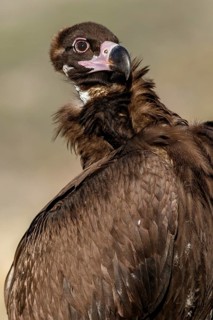 Cinereous Vulture (Aegypius monachus) preening the feathers, Castile and Leon, Spain