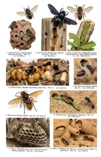 Display board Hymenoptera, historical illustration, digitally processed, animal world, wild animal,