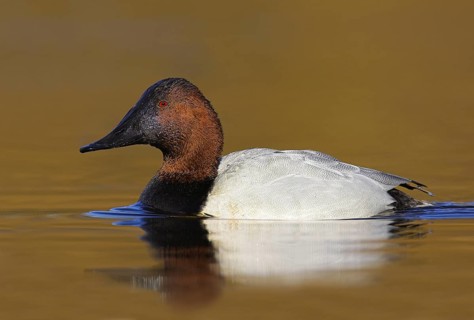 Canvasback (Aythya valisineria) male, British Columbia, Canada