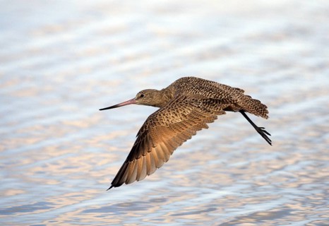 Marbled Godwit (Limosa fedoa) flying, Washington, USA