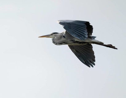 Grey heron (Ardea cinerea) in flight, Lower Saxony, Germany