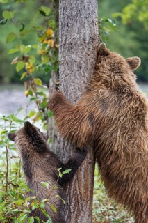 Grizzly Bear (Ursus arctos horribilis) mother with cub, British Columbia, Canada