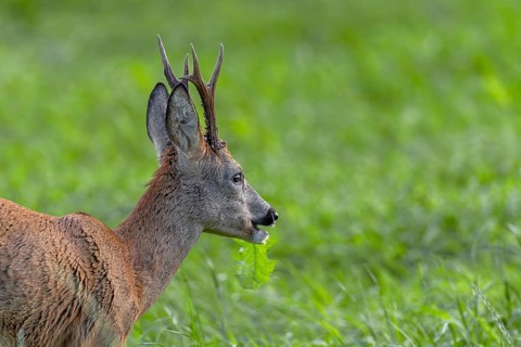Roebuck (Capreolus capreolus) enjoying a dandelion leaf, it is mid-August, the rut is over and the