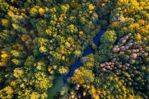 Hunte in autumn Barneführer wood, forest, autumn colors, Westerburg, Wardenburg, Lower Saxony,