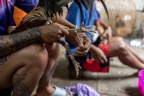 Bangkok, Thailand. February 25th 2025. Thai men binding the spurs of fighting cocks to prevent