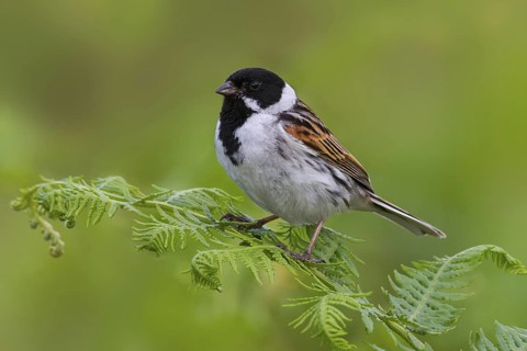 Common Reed Bunting (Emberiza schoeniclus) male, Greater London, United Kingdom