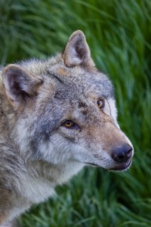 Portrait of one eurasian gray wolf (Canis lupus lupus)