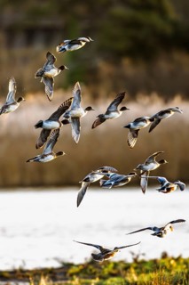 Eurasian Wigeon, Mareca penelope, birds in flight over marshes in Devon, England, United Kingdom