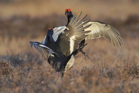 Black Grouse (Lyrurus tetrix) male mating, Sweden