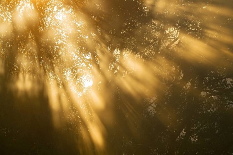 Willows (Salix), forest, trees and orange-coloured sunbeams in the early morning, Lower Saxony,
