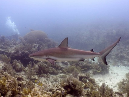 Caribbean Reef Shark (Carcharhinus perezii)
