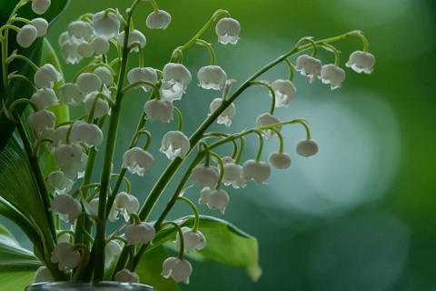Lily of the valley, Germany