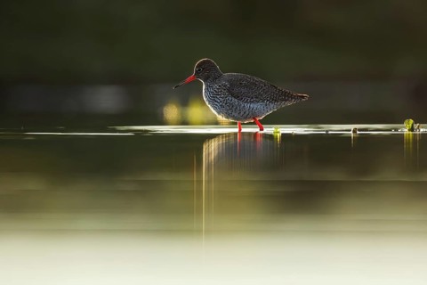 A stunning redshank wades through shallow waters in Puebla de BeleÃ±a, Spain. Its vivid red legs