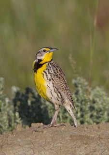 Western Meadowlark (Sturnella neglecta), Montana, USA